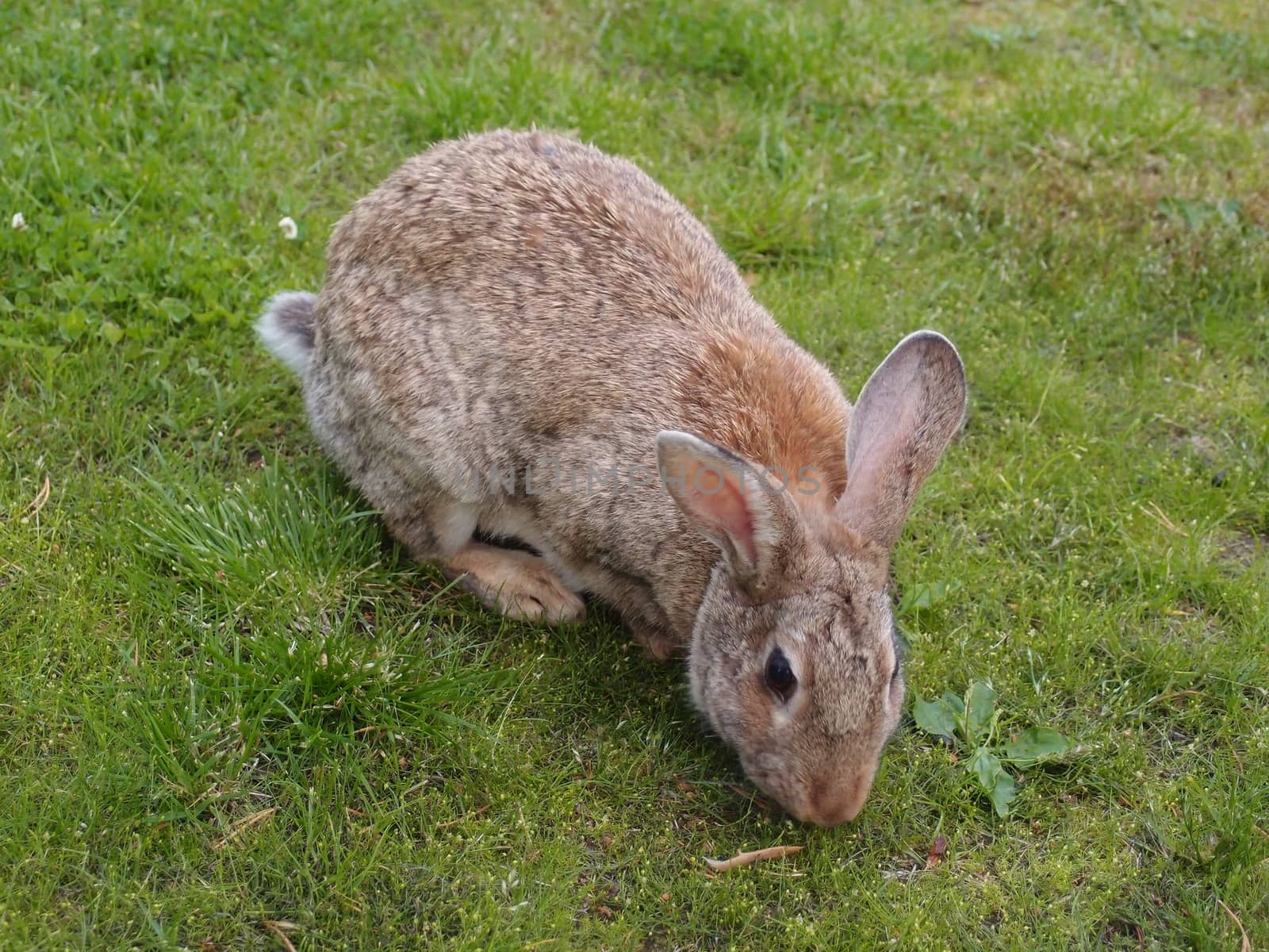 wild rabbit         by jnerad