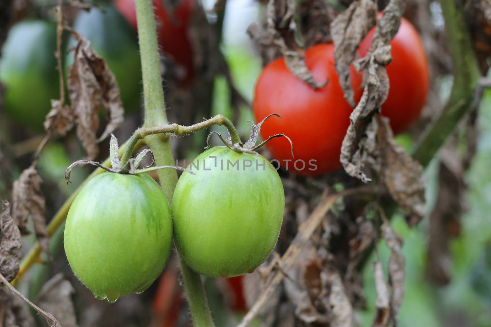 Bush of green tomato in the garden by scullery