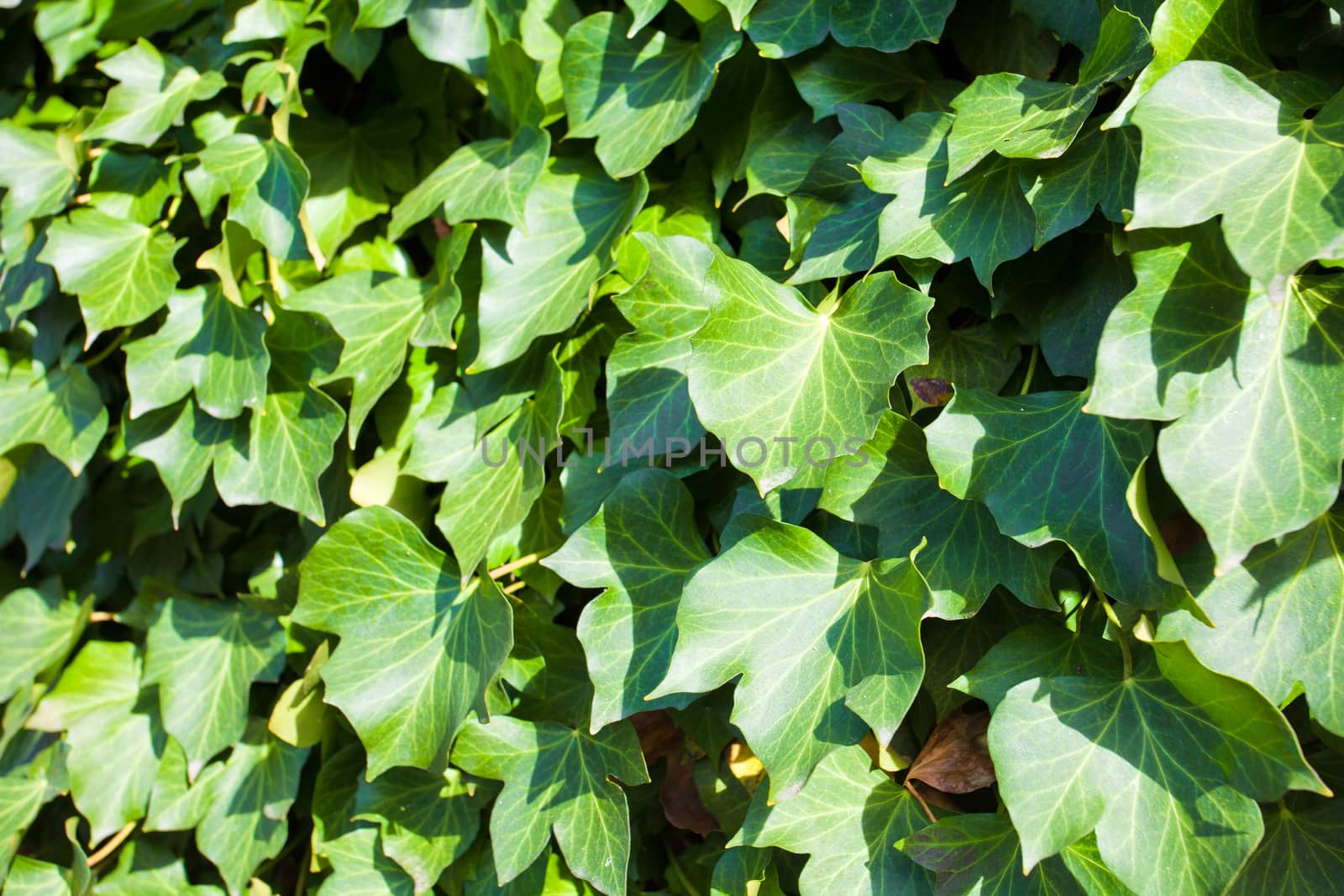 Leafs of ivy covering a wall