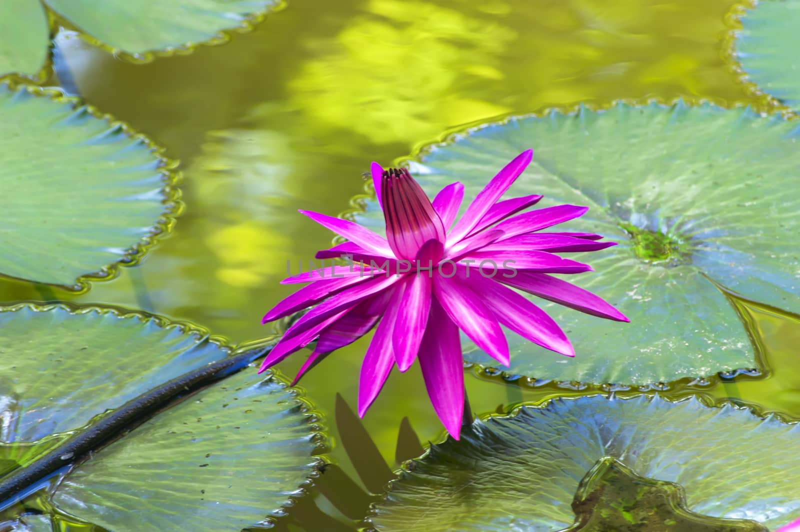 Nymphaea on Leaves. by GNNick