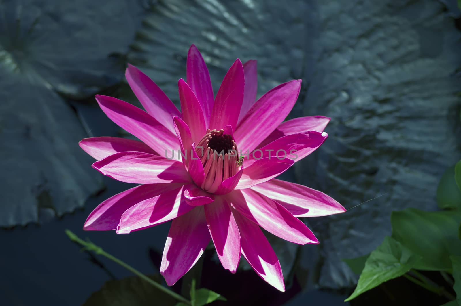 Grasshopper and Nymphaea Lotus. by GNNick