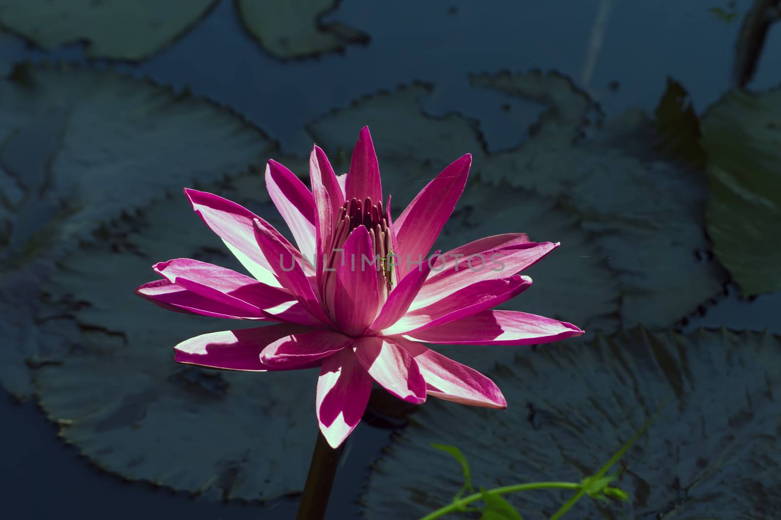 Grasshopper and Nymphaea Flower. by GNNick