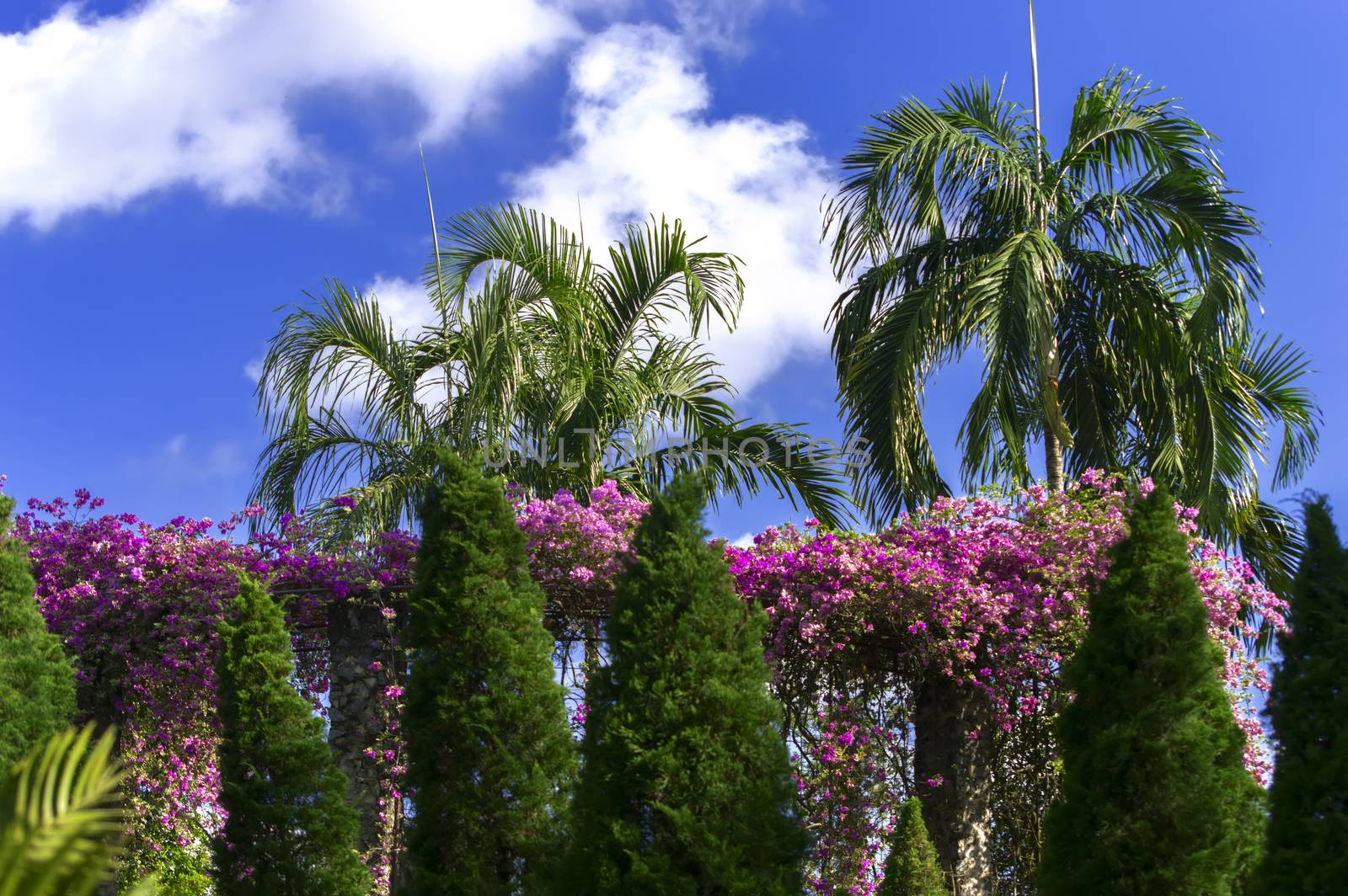 Tropical Palm Trees and Flowers. by GNNick