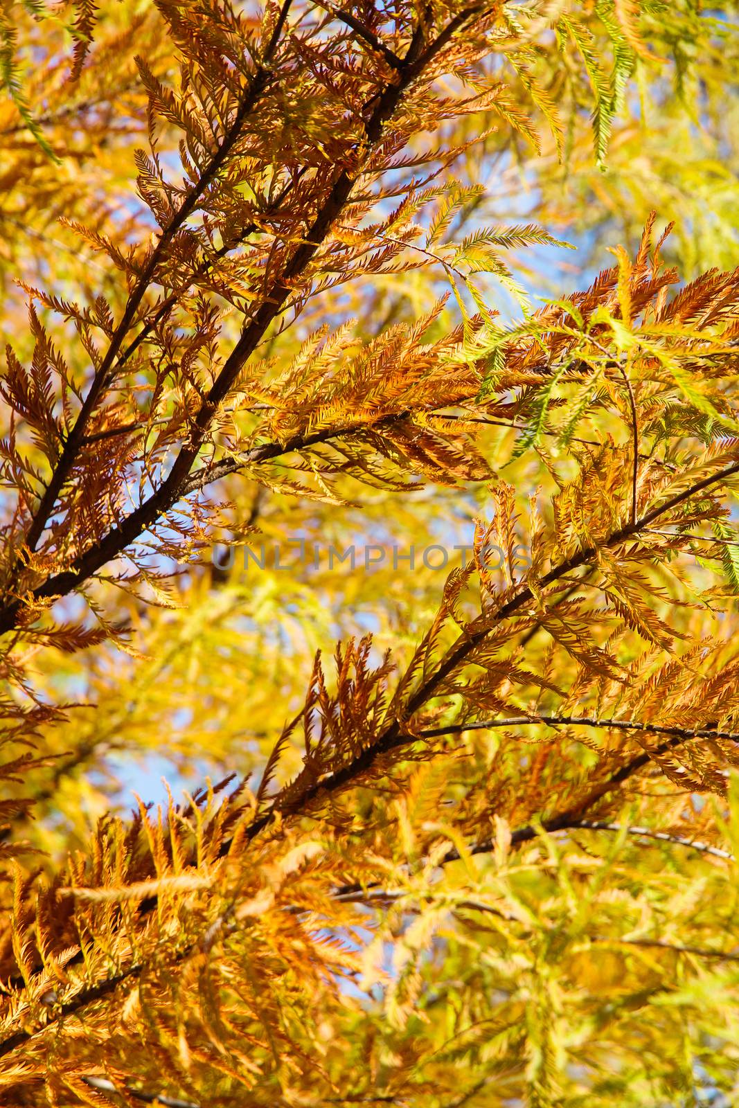 close up of colorful autumn Bald Cypress tree (Taxodium distichum)