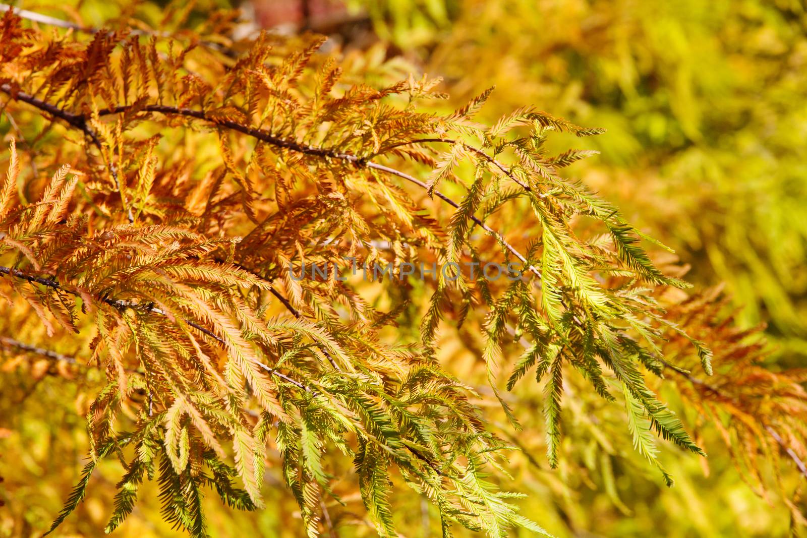 close up of colorful autumn Bald Cypress tree (Taxodium distichum)