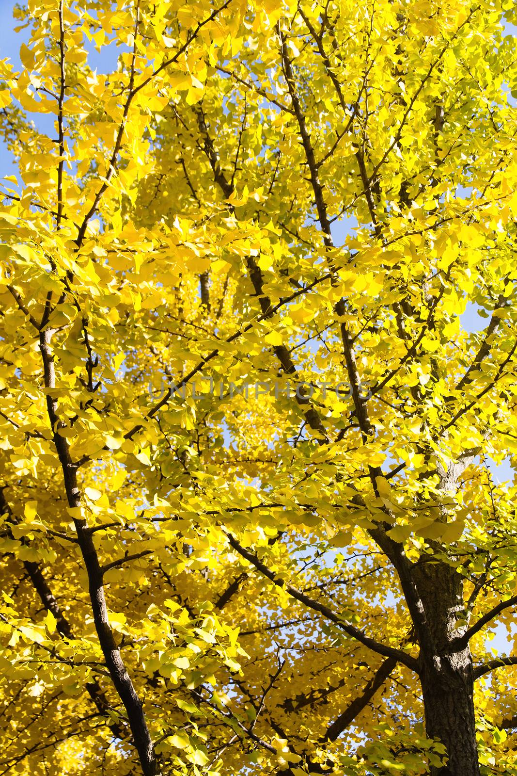 Autumn Ginkgo Leaves