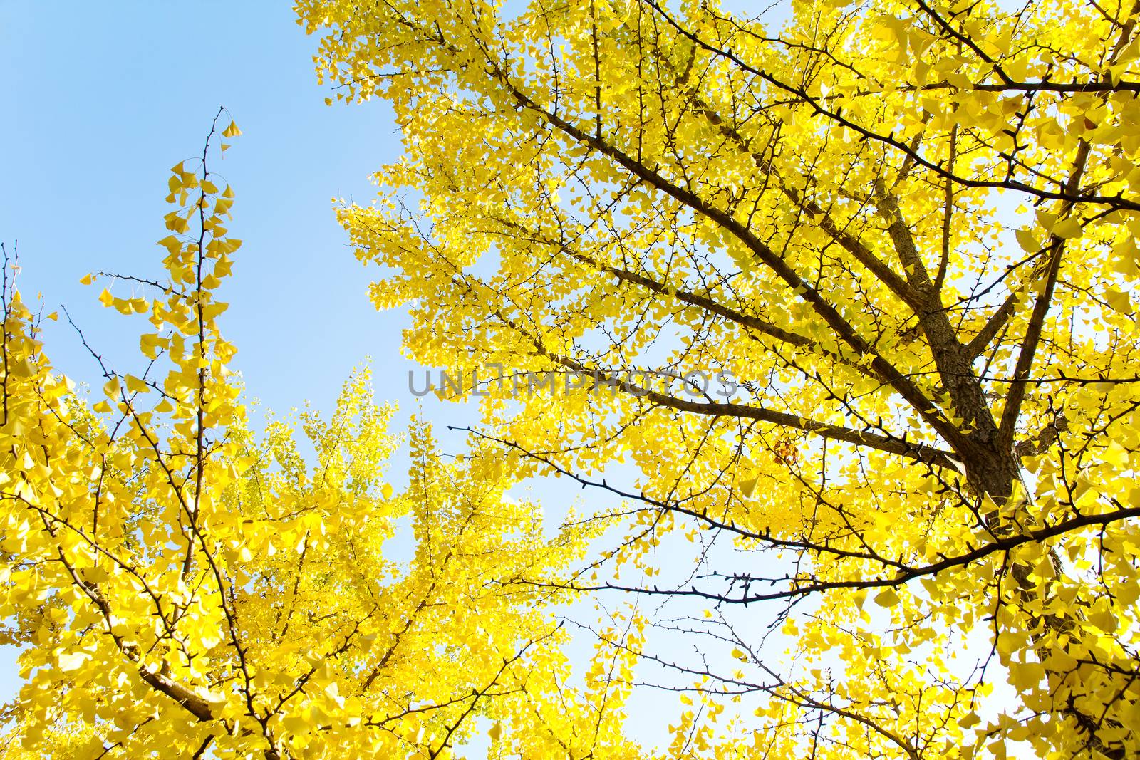 Autumn Ginkgo Leaves