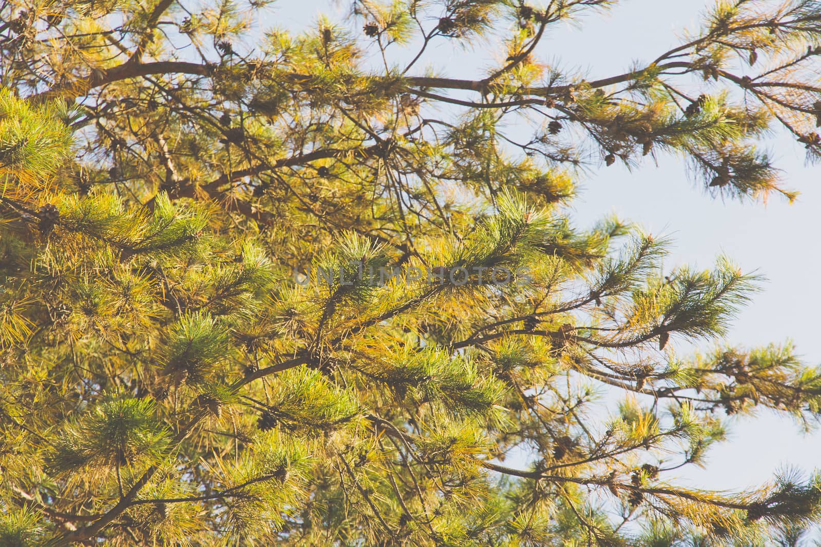 Japanese red pine