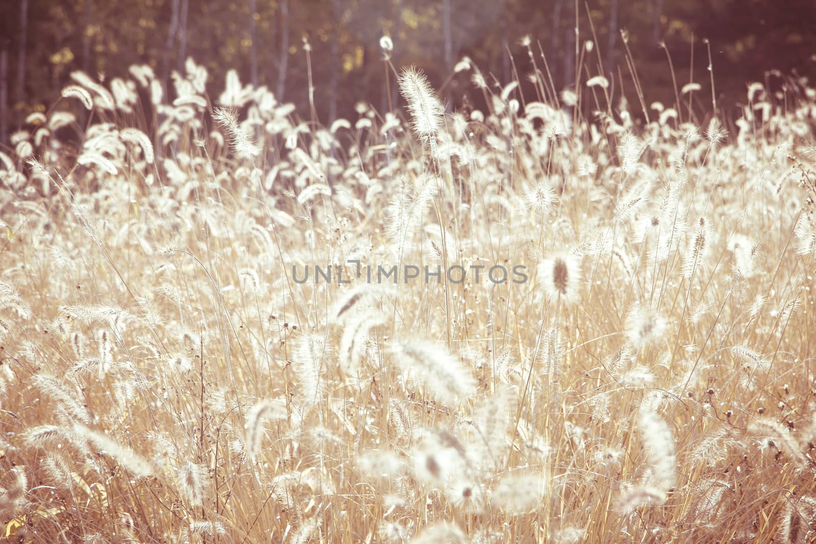 close up image of Field Grass Background