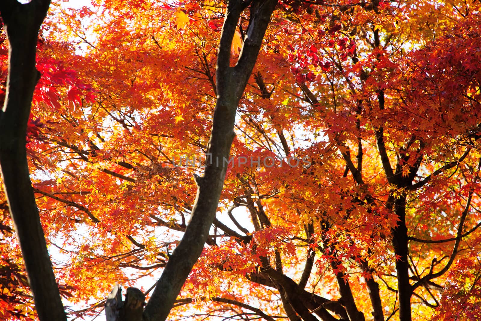 Branches of red acer palmatum in autumn