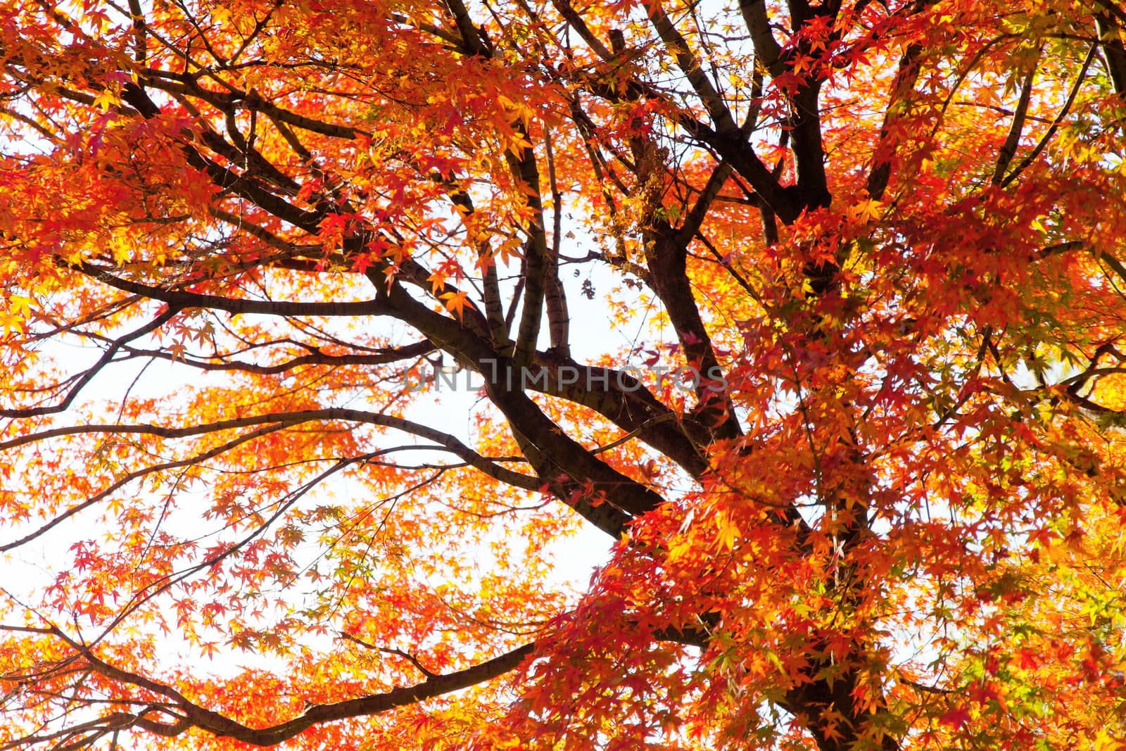 Branches of red acer palmatum in autumn