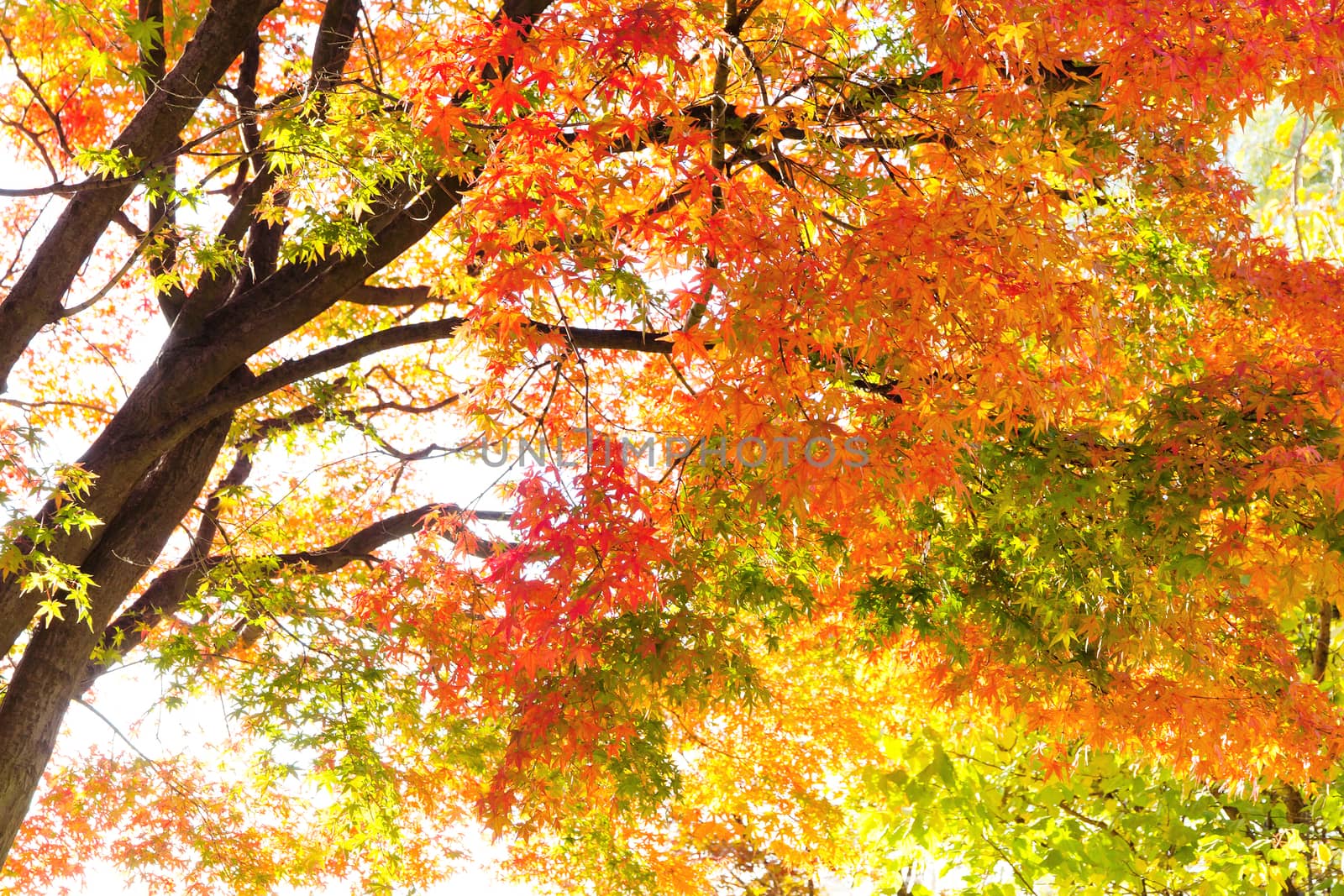Colorful Autumn Leaves with Sunlight
