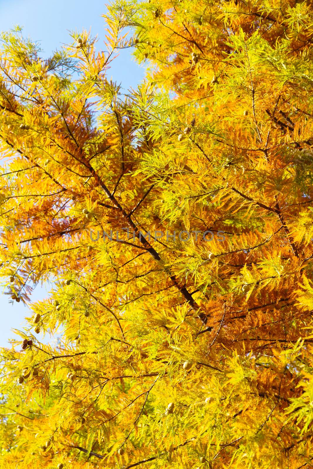 close up of colorful autumn Bald Cypress tree (Taxodium distichum)