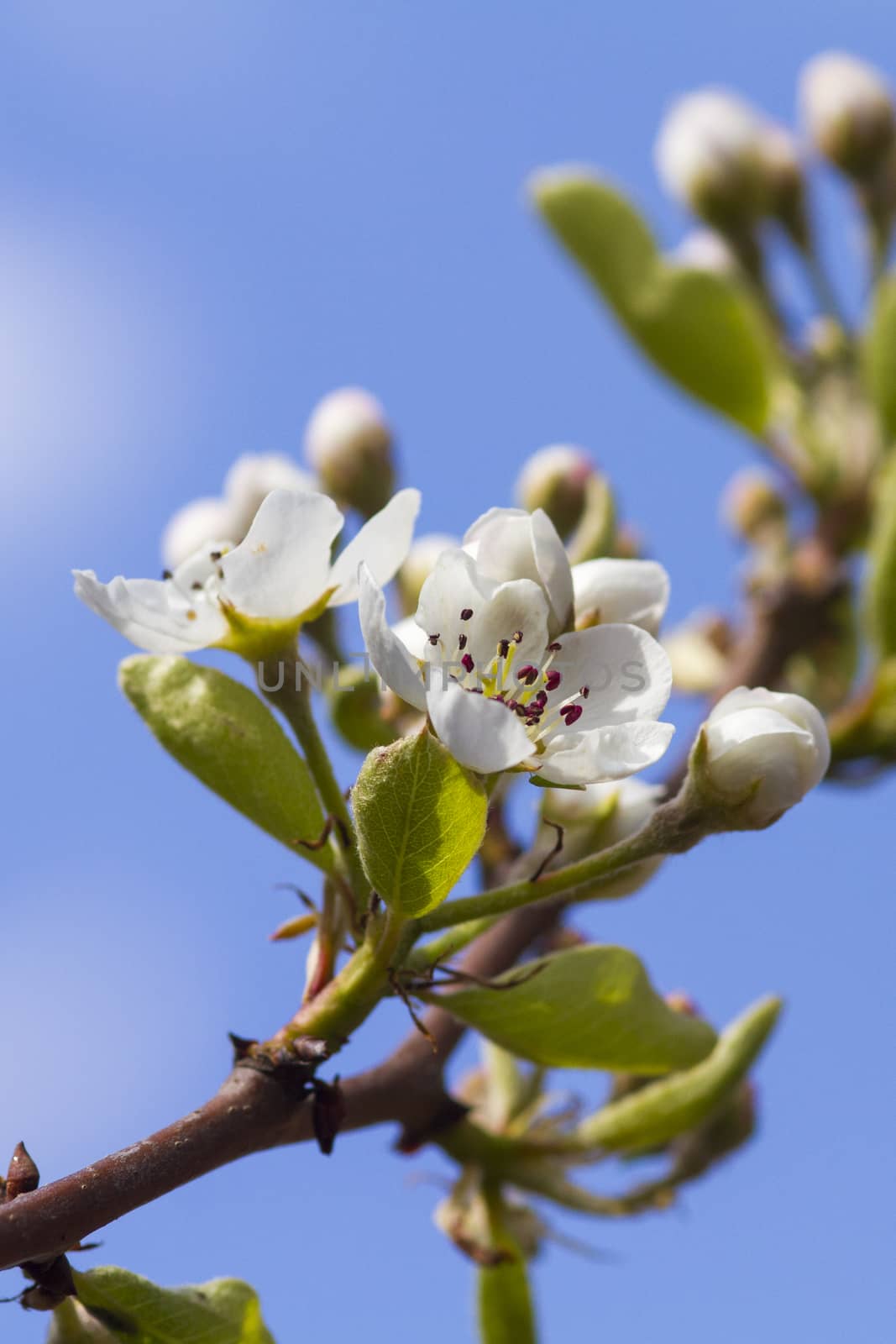 Pear Blossom closeup with blue sky and clouds