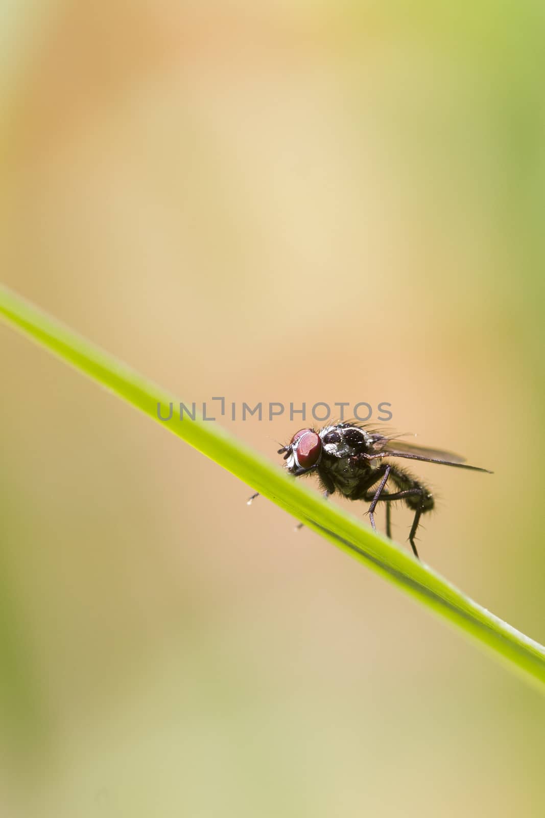 Fly on a blade of grass closeup macro shot