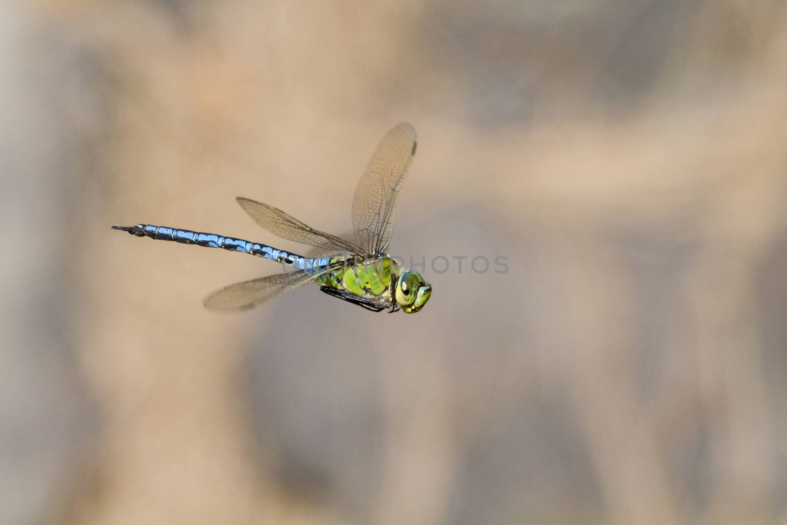 Emperor dragonfly  (Anax imperator) closeup in flight