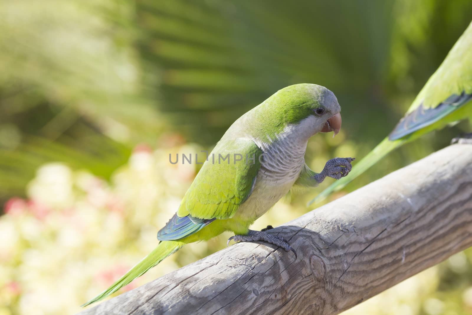 Monk Parakeet  (Myiopsitta monachus) perched on a post