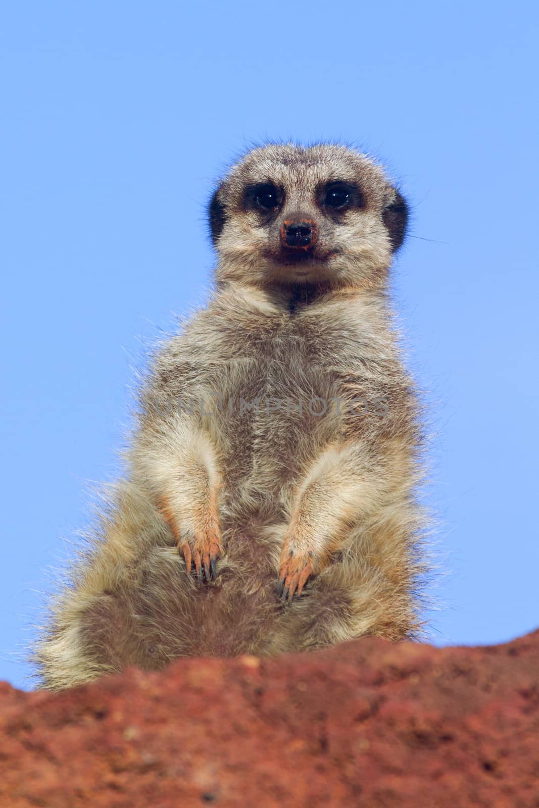 Meerkat standing in the wild closeup