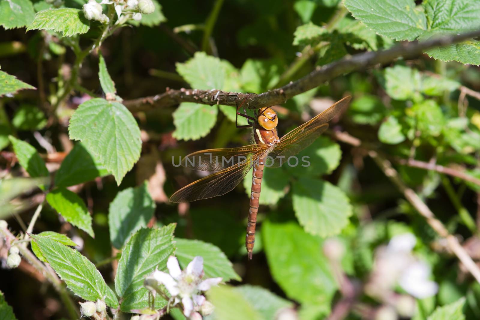 Dragonfly hanging on a branch close up