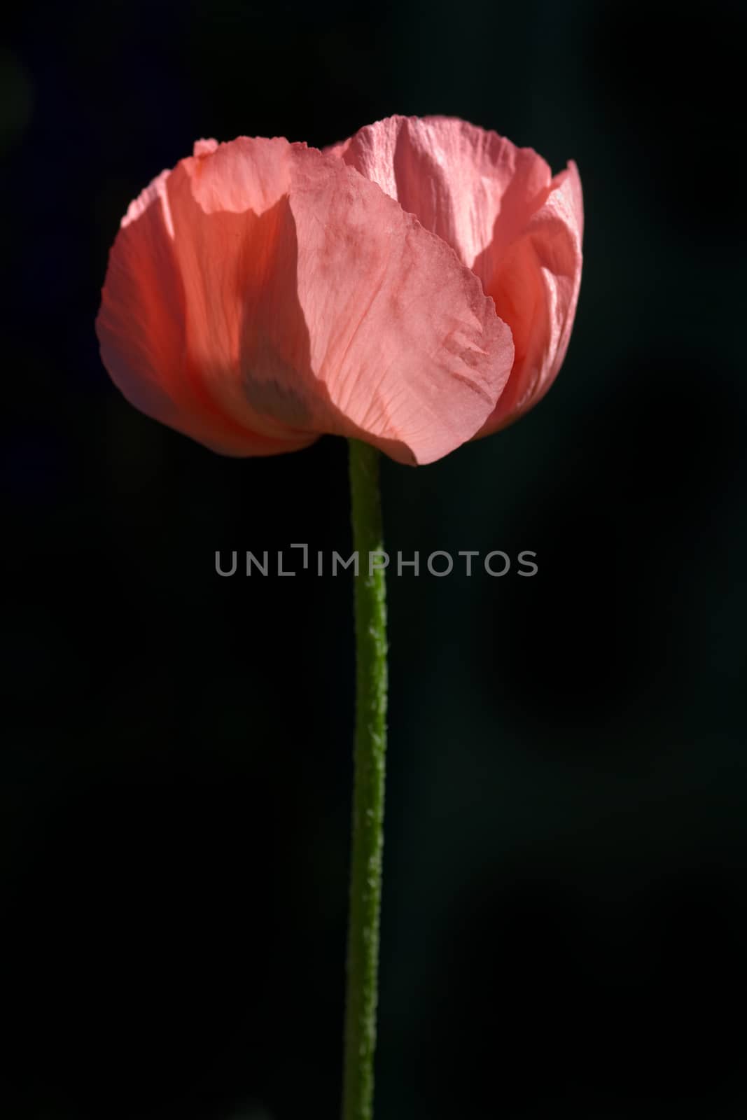 Red Poppy isolated on a black background