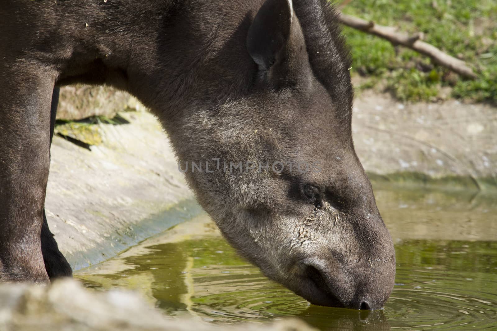 Tapir from south Africa found in Brazil