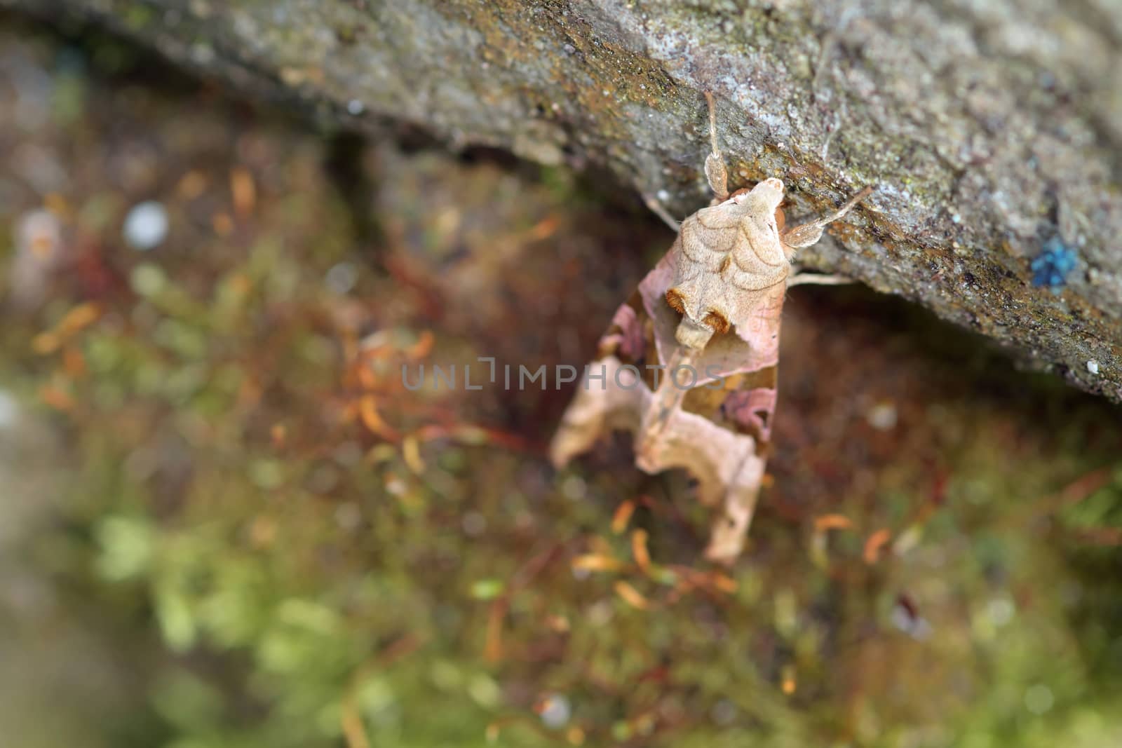 Angle Shades (phlogophora meticulosa) Moth resting on stone