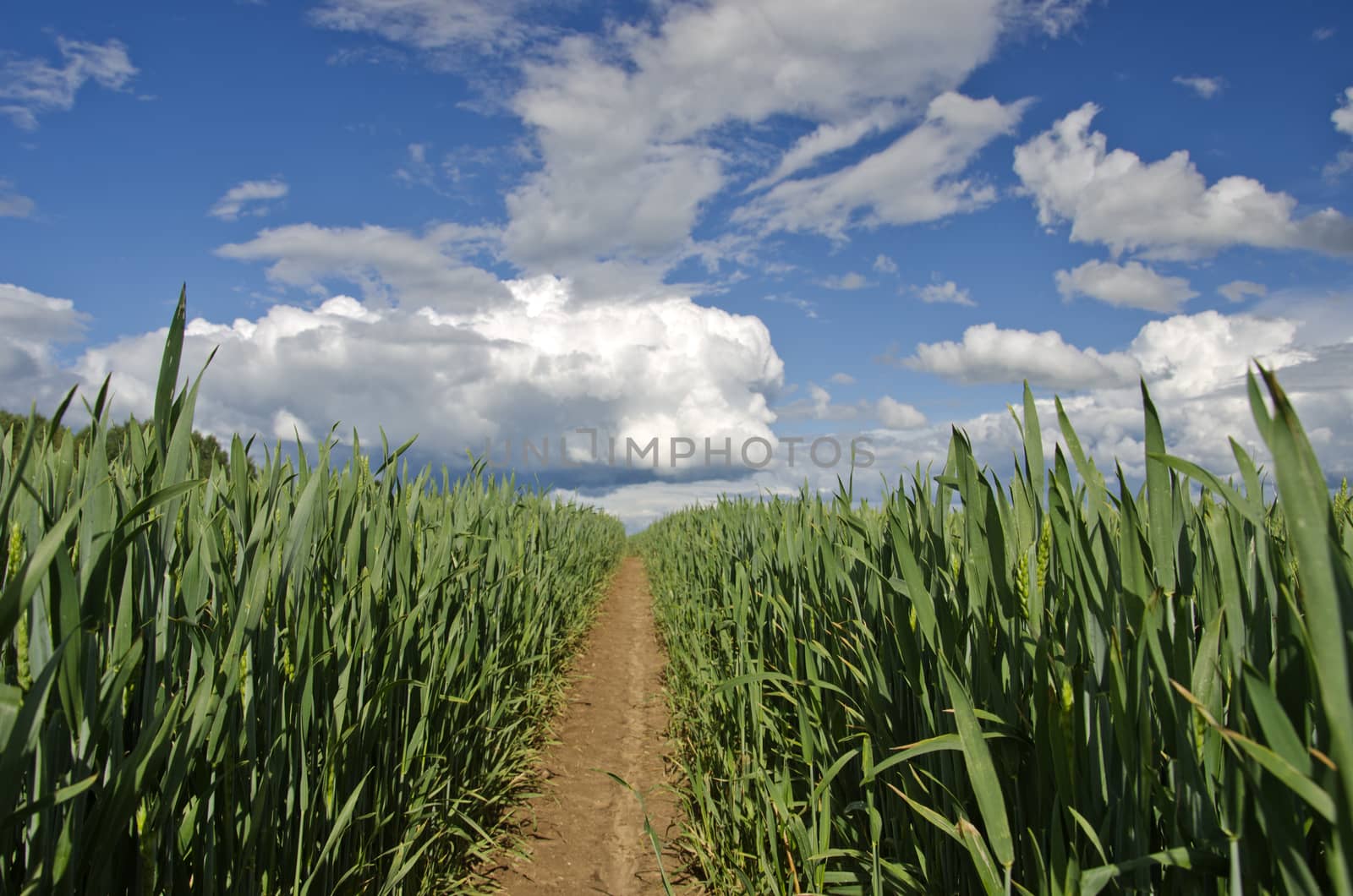 fresh midsummer wheat field panorama