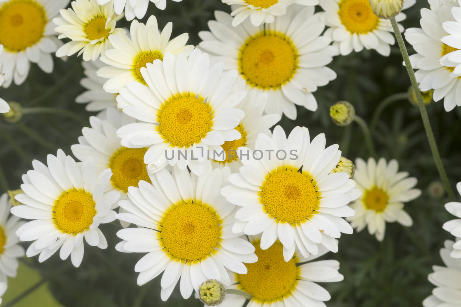 Daisy flowers yellow and white closeup macro 