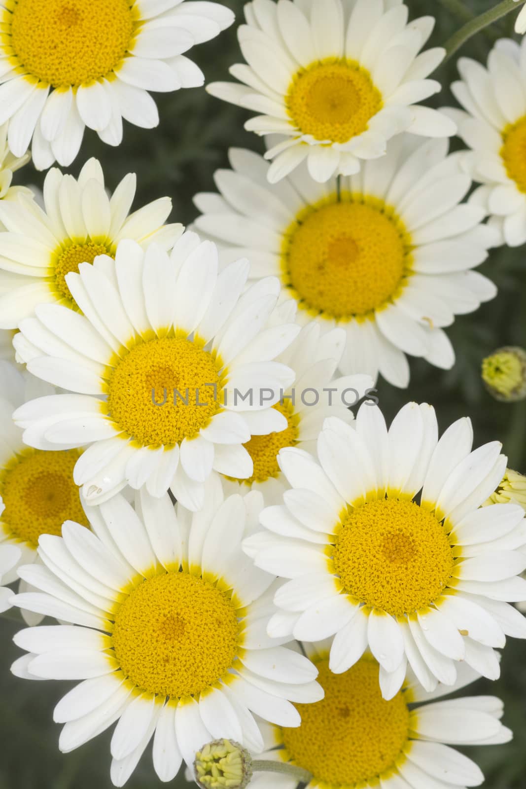 Daisy flowers yellow and white closeup macro 