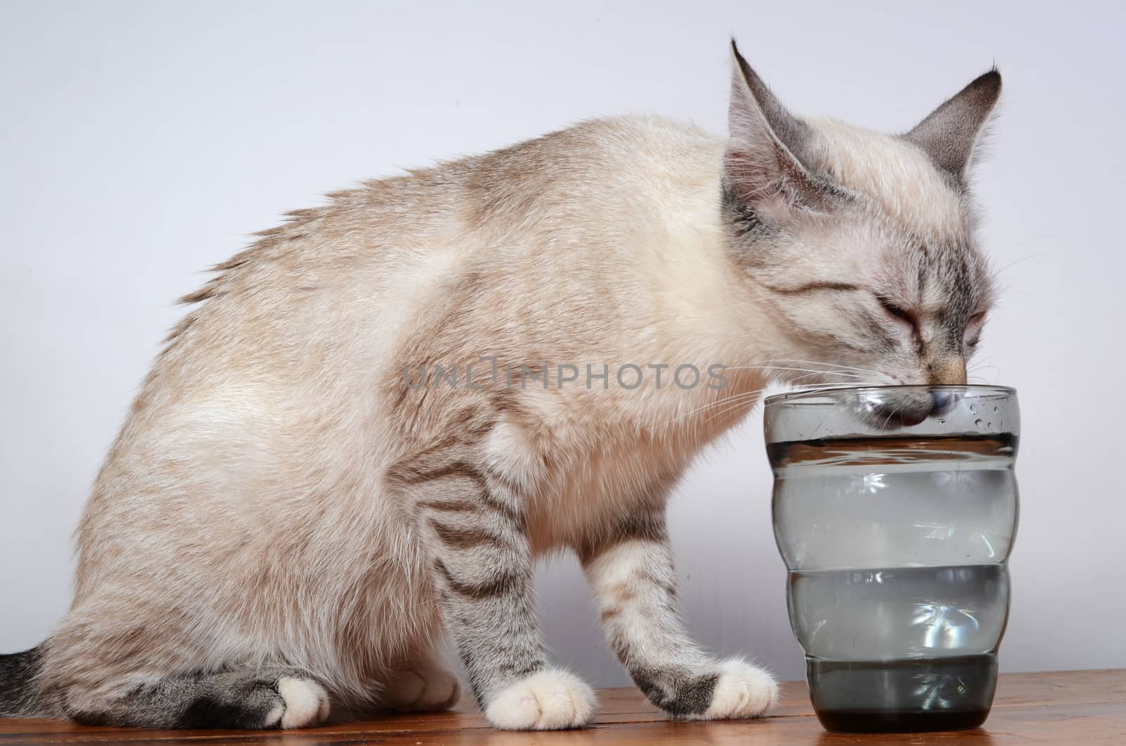 cute kitten drinking