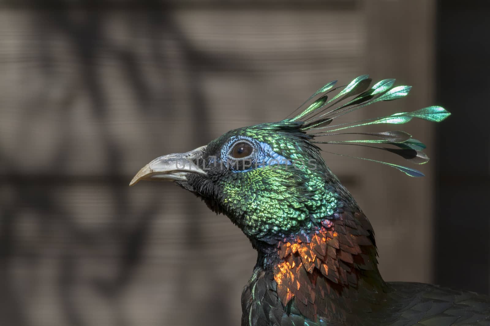 A Beautiful Himalayan monal bird head closeup