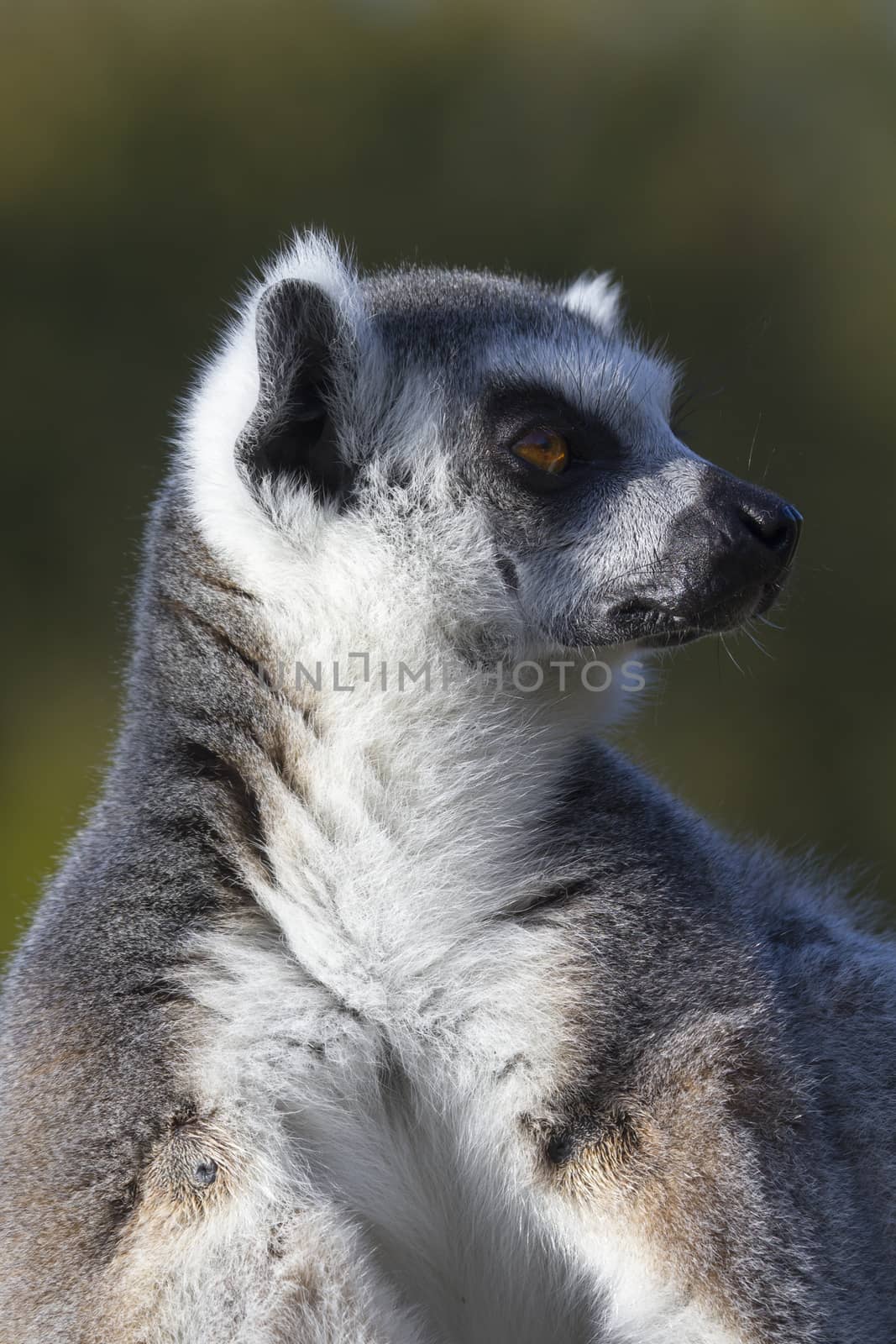 Ring-tailed lemur  (Lemur catta) resting in the wild