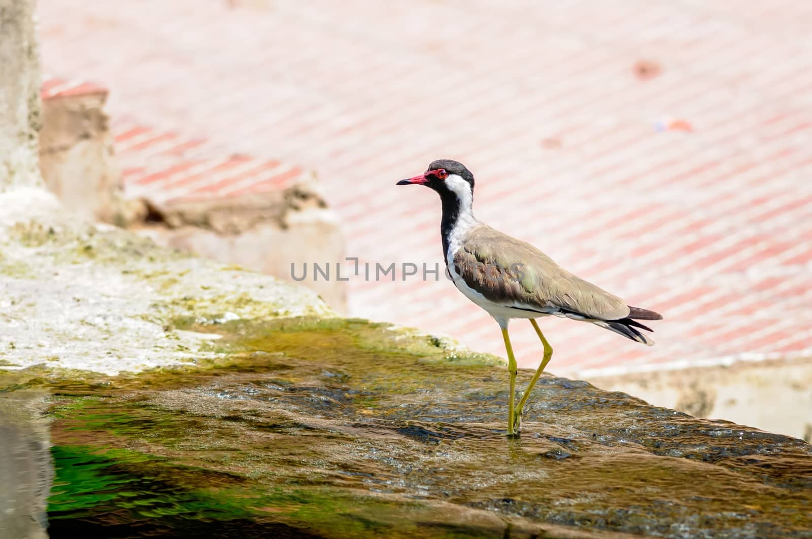 Red-wattled Lapwing bird sitting at the water edge