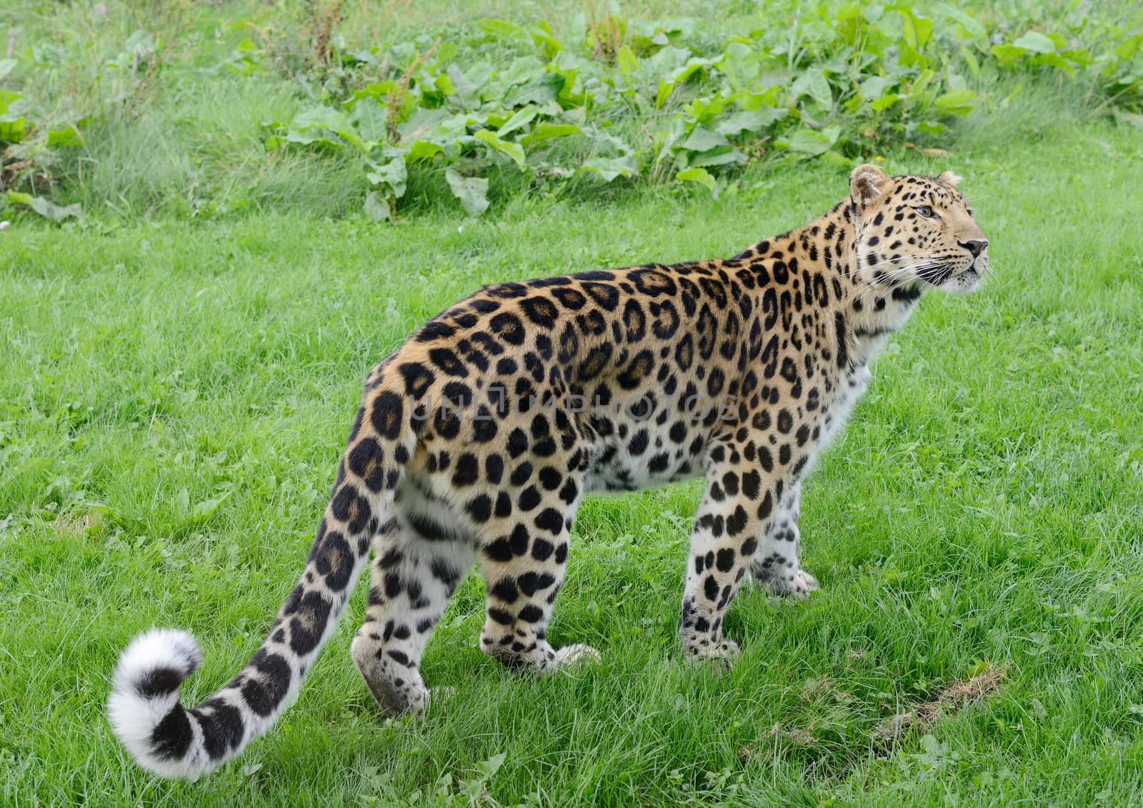 Leopard full length looking alert and powerful