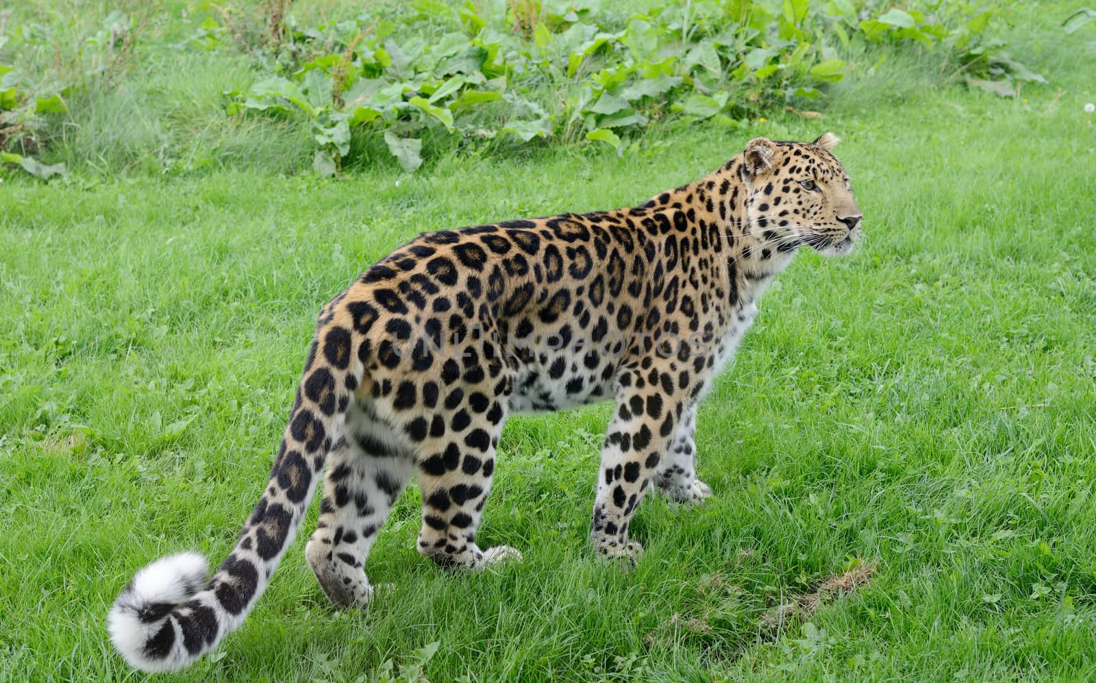 Leopard full length looking for prey with spots and fur