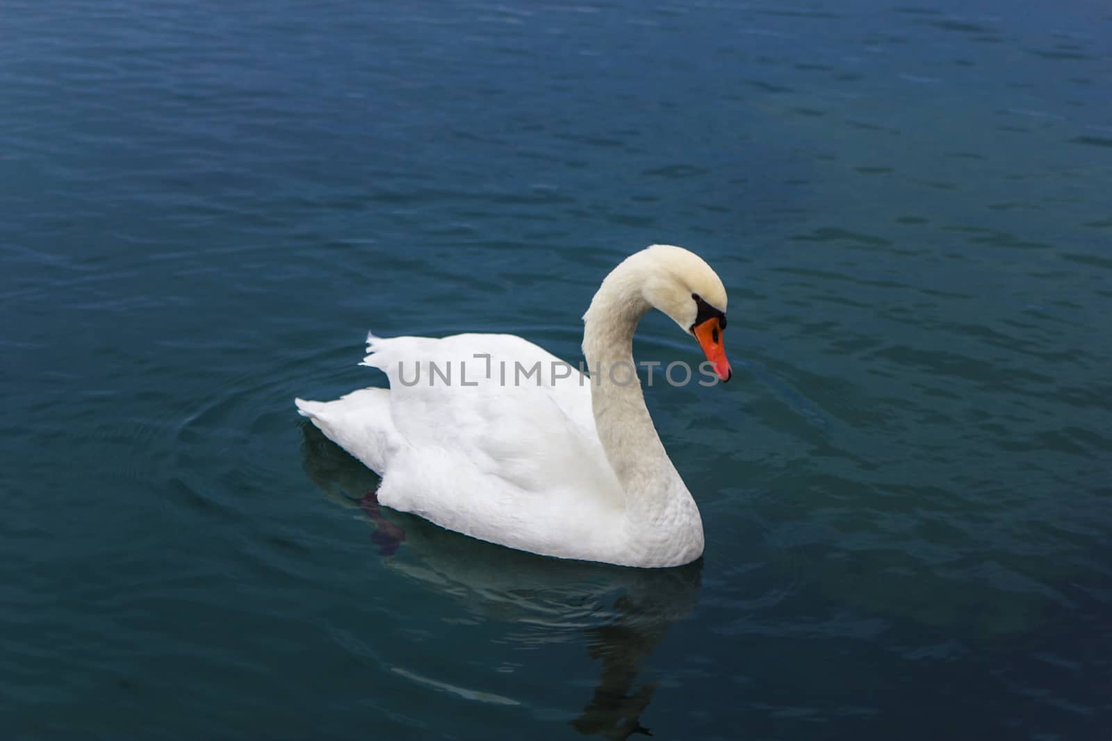 A big mute swan swimming on lake of Como, Italy