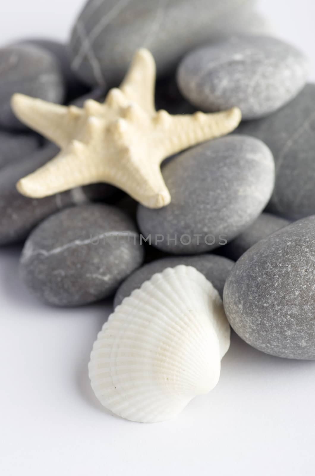 Natural spa elements- seashell with starshell and stones on whit by dolnikow