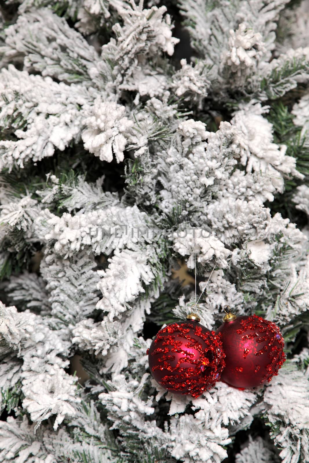 two red balls on a branch of the fir-tree covered with hoarfrost