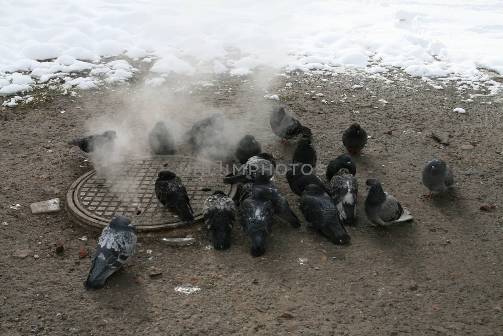 Urban pigeons warm in the winter next to the manhole by MichalLudwiczak