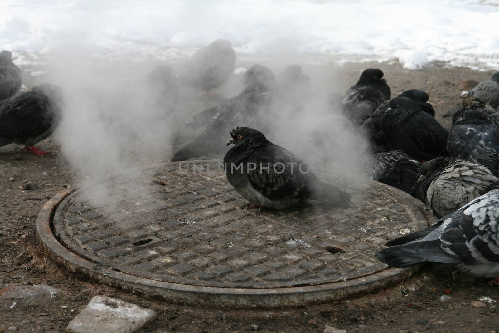 Urban pigeons warm in the winter next to the manhole by MichalLudwiczak