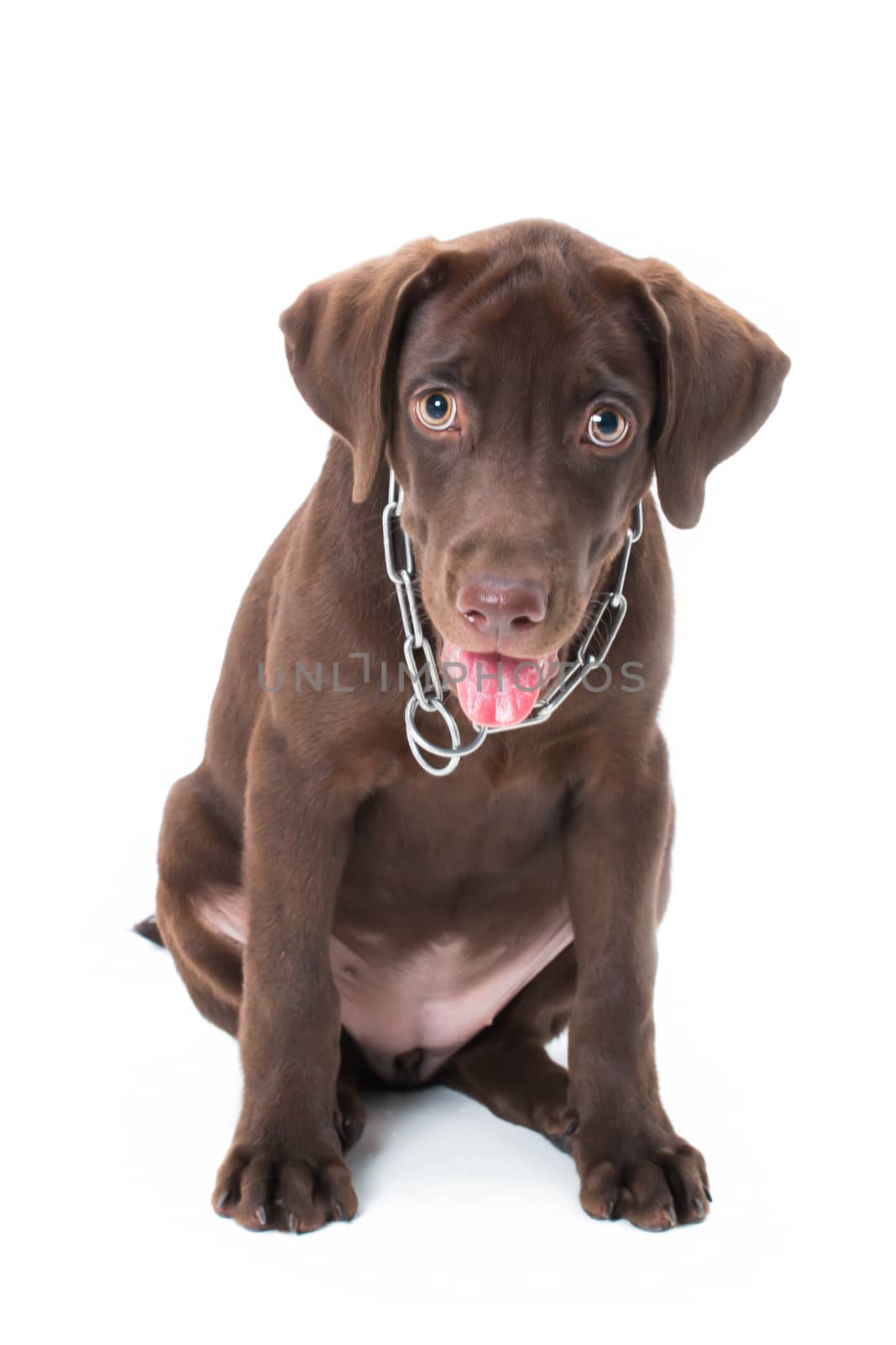 Chocolate labrador puppy on a brown background