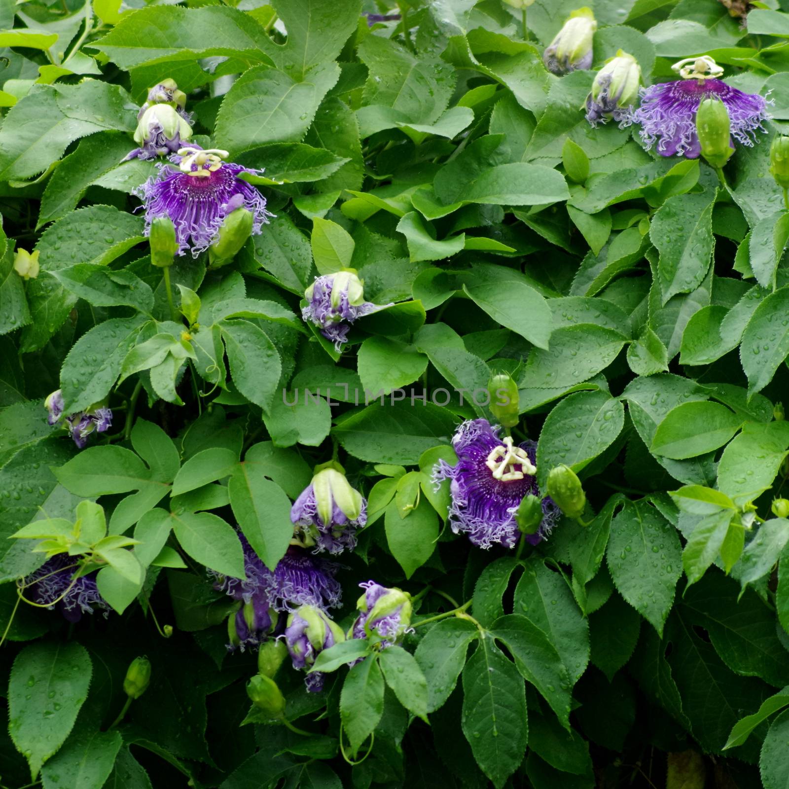 Passion Flower, Passiflora x alato-caerulea Lindl. by pixbox77