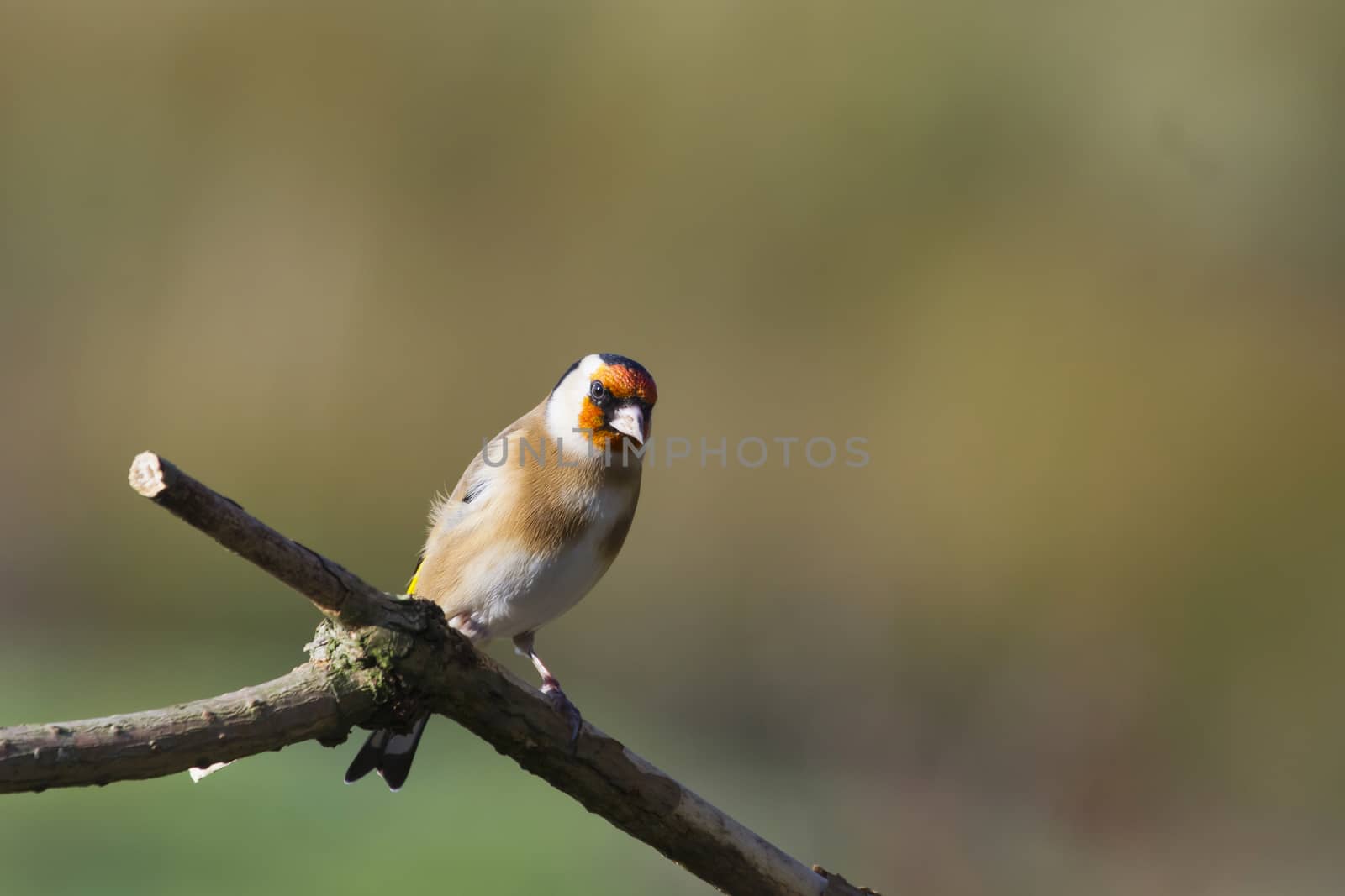 Goldfinch perched on a branch in winter