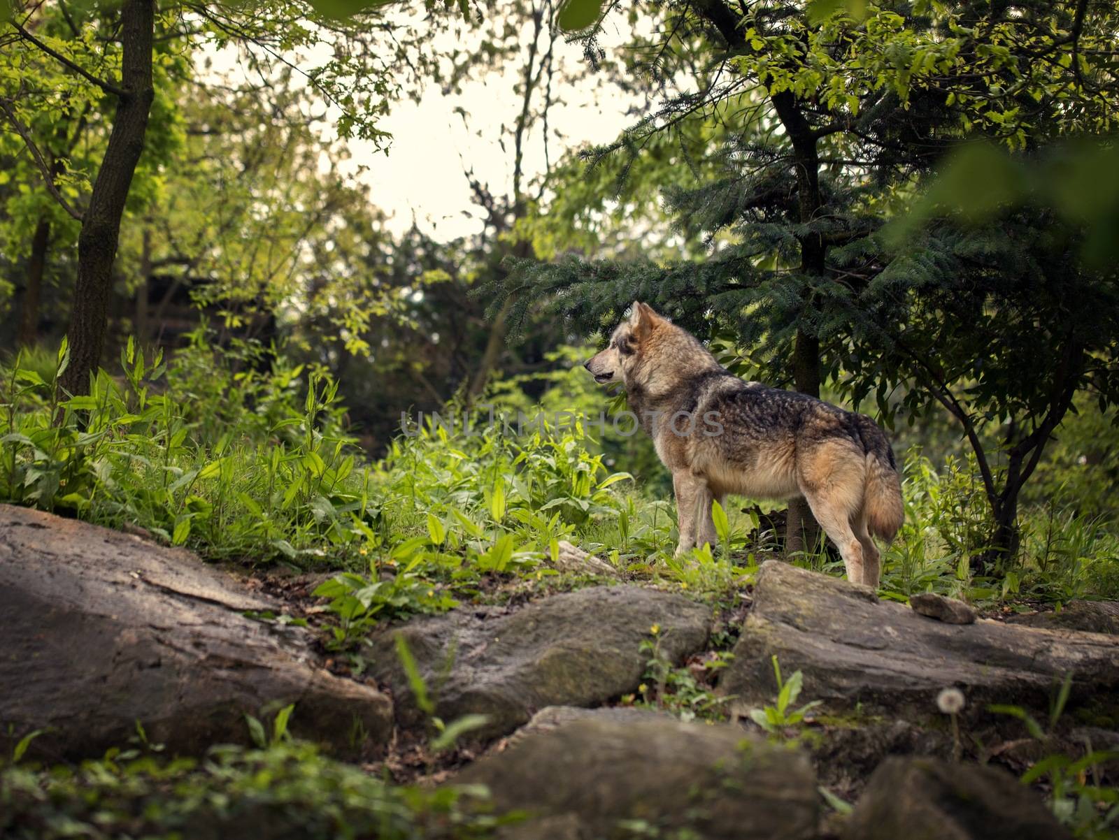 Wolf by Onigiristudio