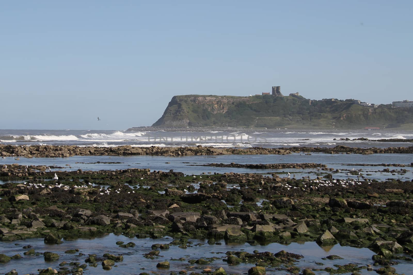 Scarborough Castle from north bay yorkshire England
