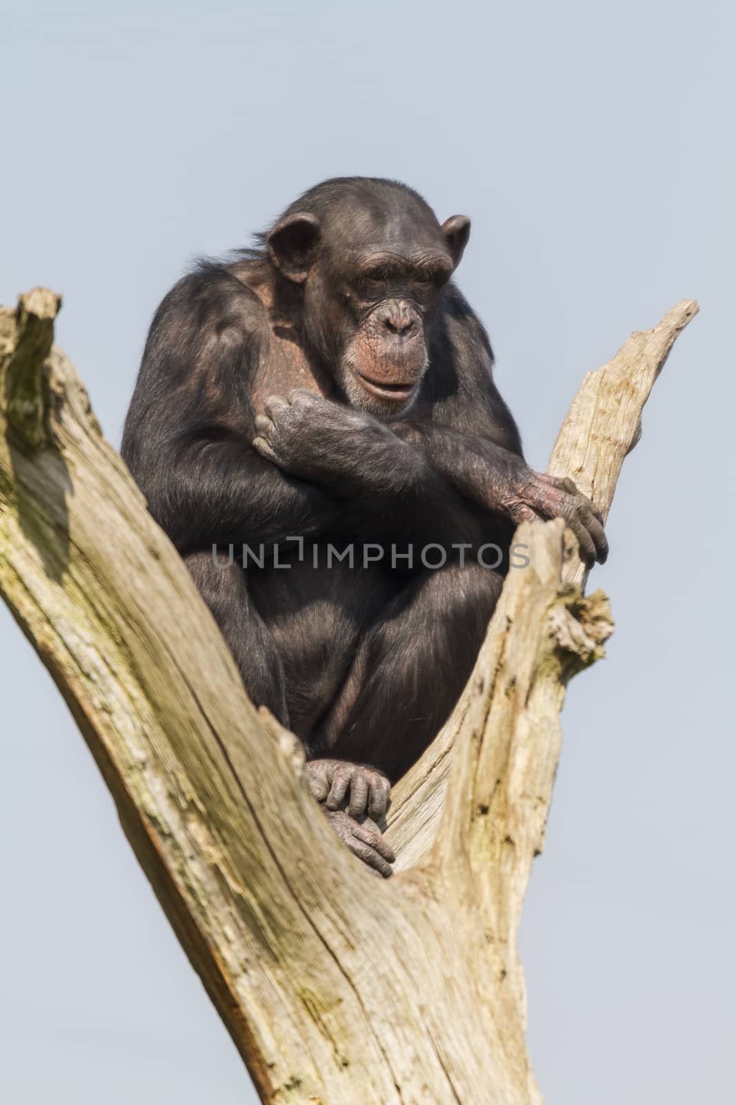 Chimpanzee sitting in a tree  with blue sky background