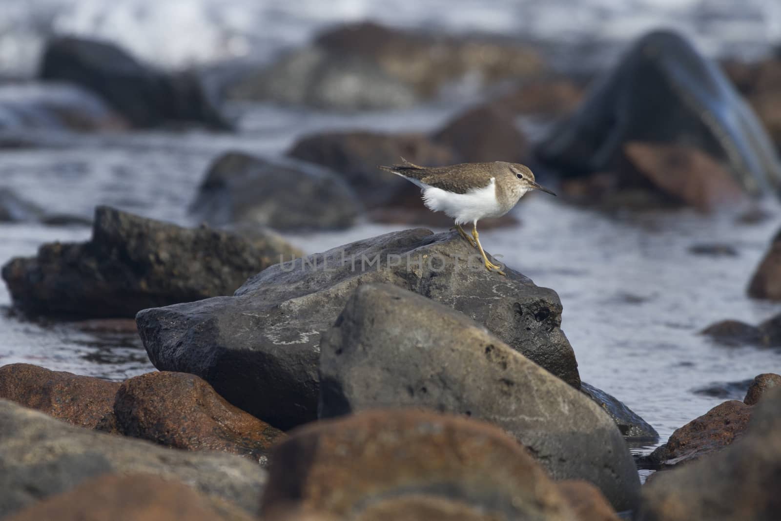 European Common Sandpiper- Actitis hypoleucos by chris2766