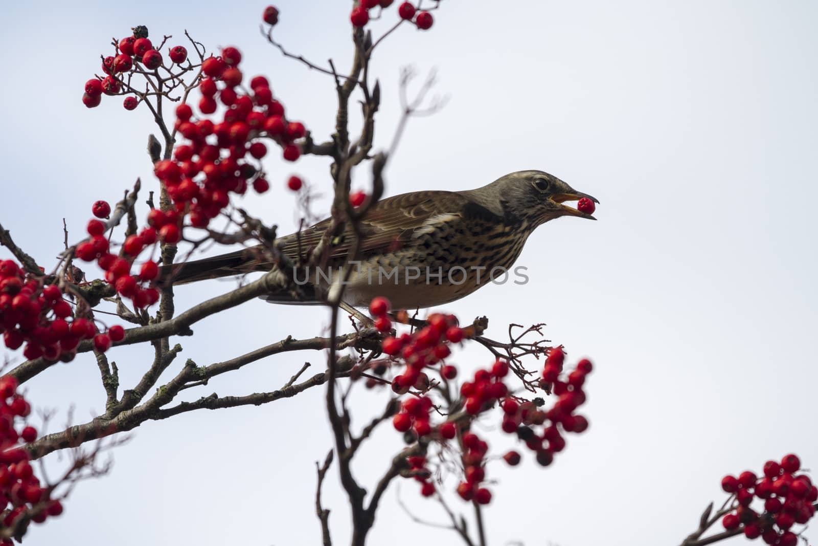 Fieldfare  (Turdus pilaris) perched in a tree with red berrys