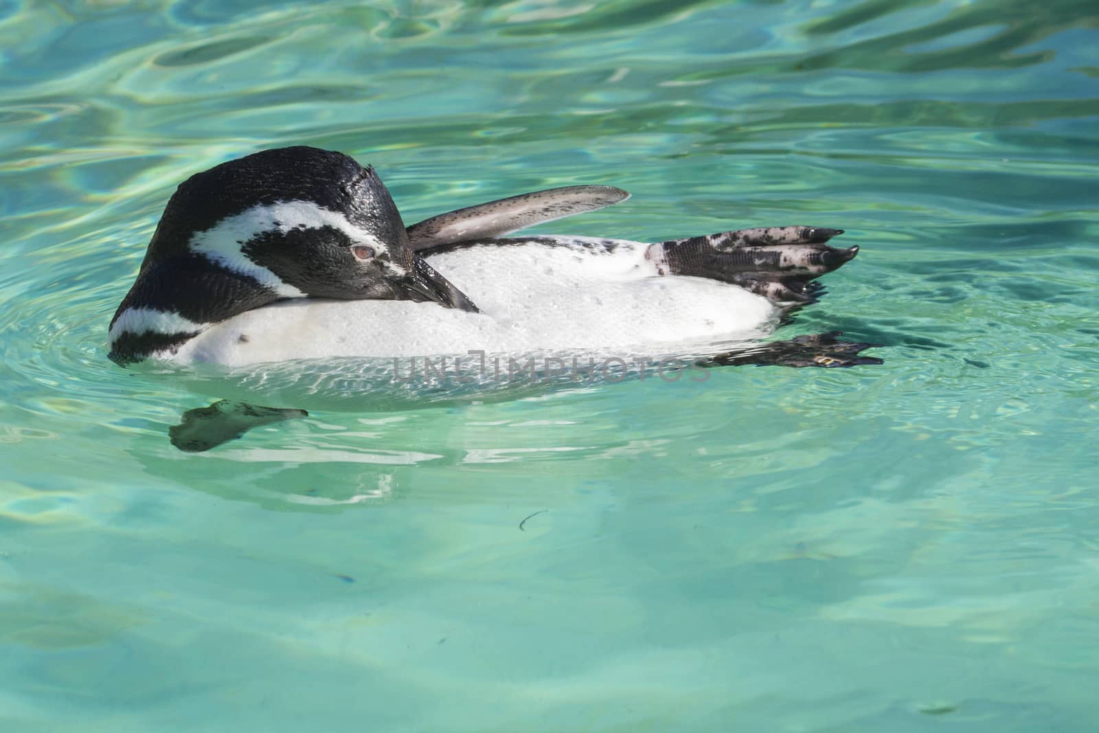 Penguin having a scratch in the water
