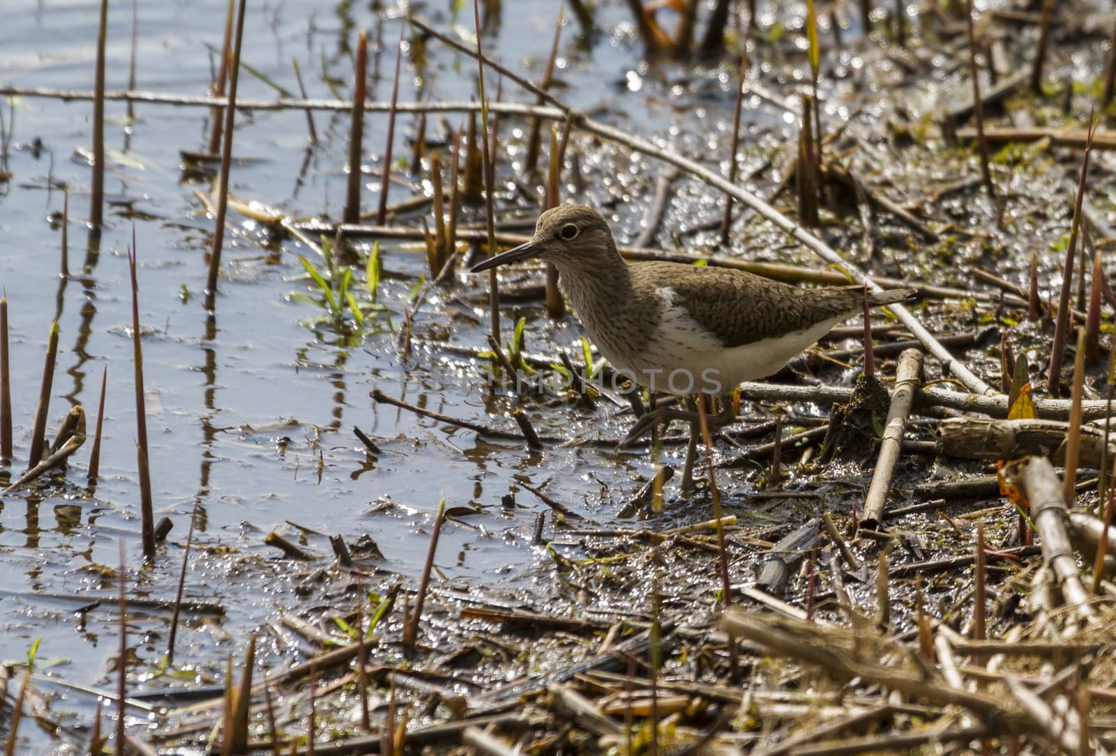 Common Sandpiper (Actitis hypoleucos)  looking for food